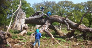 Børn klatrer på væltet træ