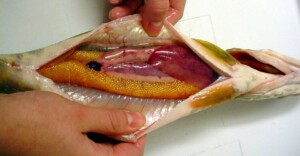 Fisk renses